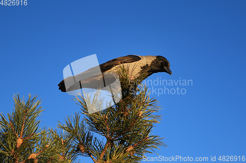 Image of Hooded Crow Perched on Pine Tree Top