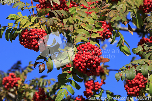 Image of Rowan Berries, Sorbus Aucuparia