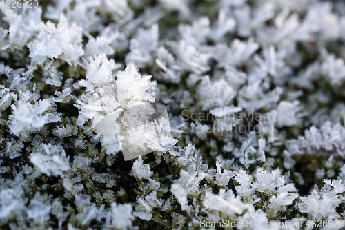 Image of Hoarfrost Crystals on Green Moss