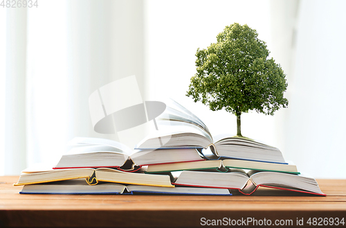 Image of oak tree growing on books on wooden table