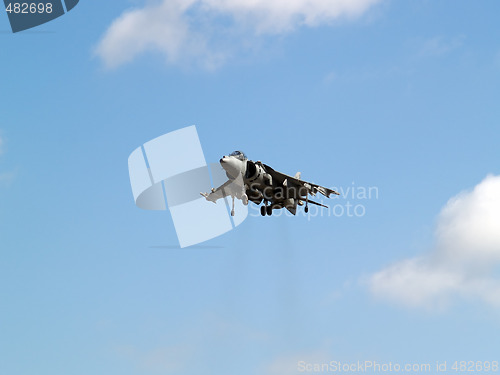 Image of Harrier hovering