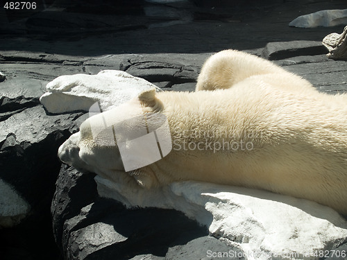 Image of Polar bear sleeping