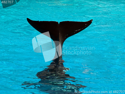 Image of Killer whale's tail