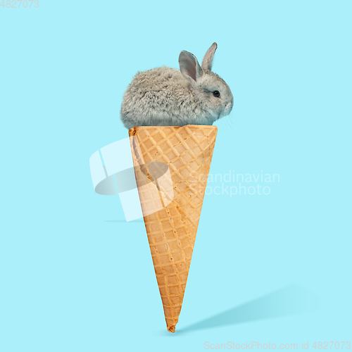 Image of Adorable Easter bunny isolated on blue studio background, flyer, greeting card