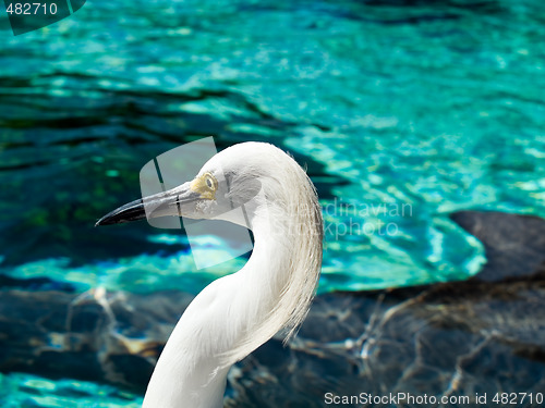 Image of Heron