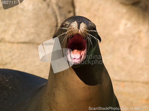 Image of Crying sealion