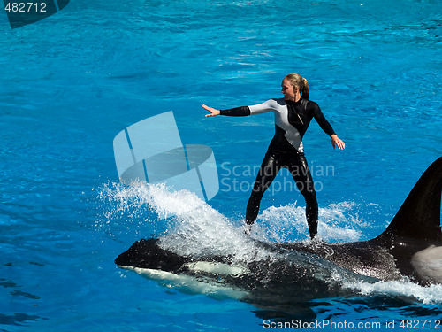 Image of Riding on shamu's back