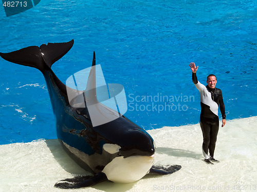 Image of Shamu and it's trainer