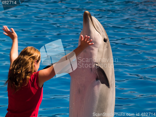 Image of Playing with dolphin