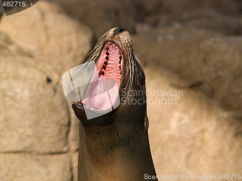 Image of Crying sea lion