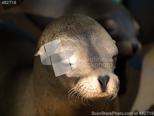 Image of Sealion's face close-up