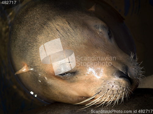 Image of Sea lion's face close-up