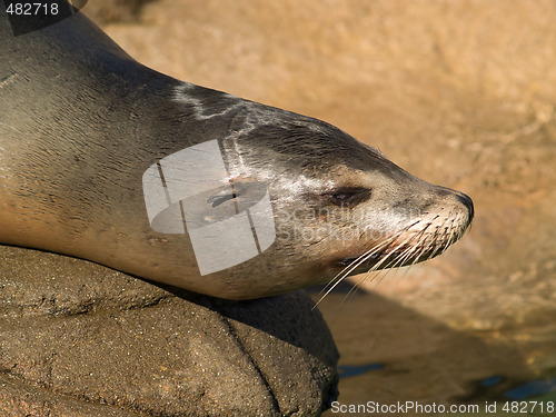 Image of Sea lion's face close-up