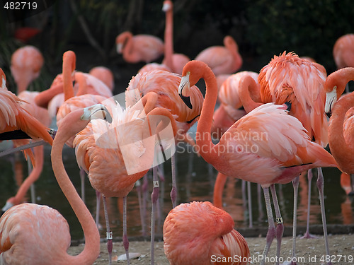 Image of Flamingos in zoo