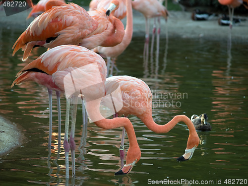 Image of Flamingos