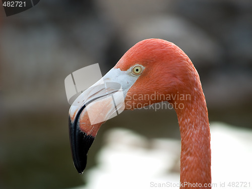 Image of Flamingo head close-up