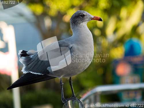 Image of Saegull on handrail