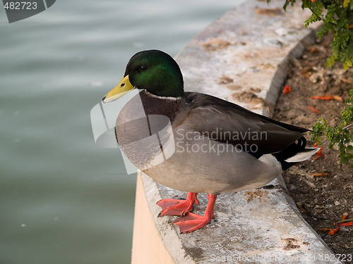 Image of Duck sitting near pond