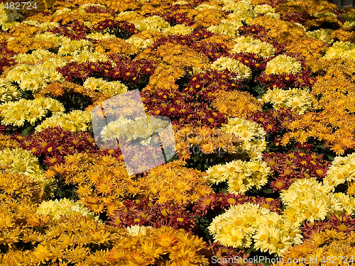 Image of Marigold lawn