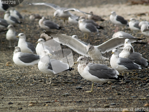 Image of Seagulls on shore