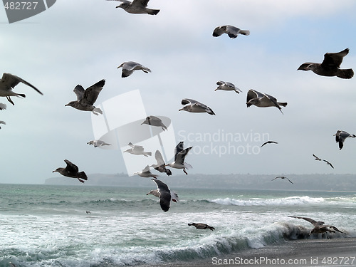 Image of Seagulls group taking off