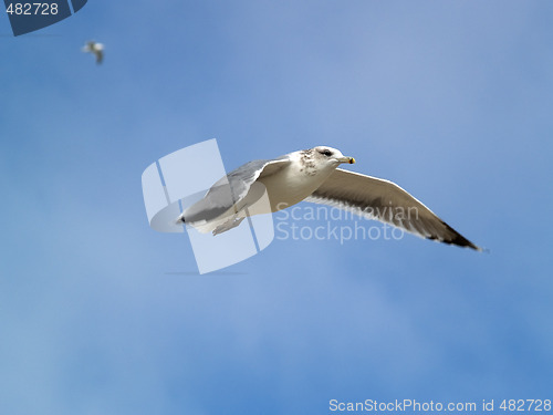 Image of Seagull flying