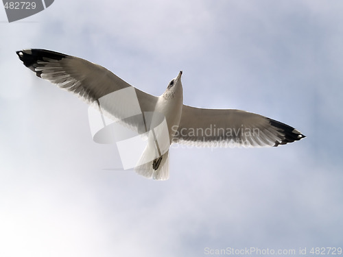 Image of Seagull flying