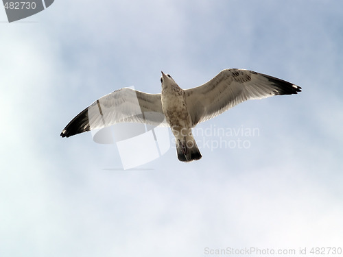 Image of Seagull flying