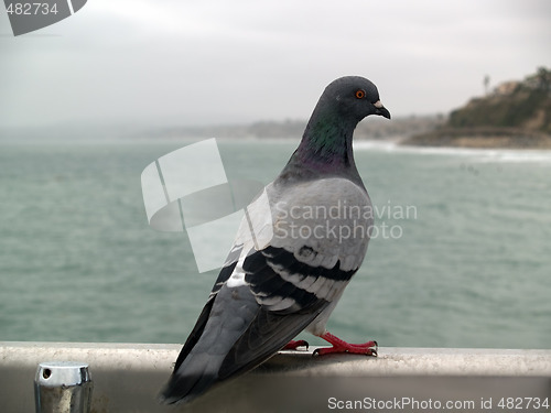 Image of Pigeon on handrail