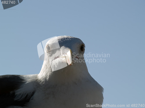 Image of Seagull head macro