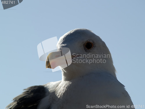 Image of Seagull head macro