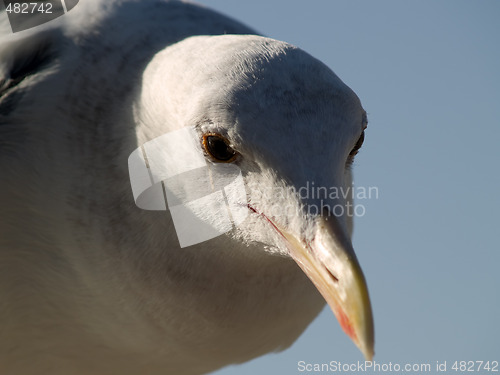Image of Seagull's head macro