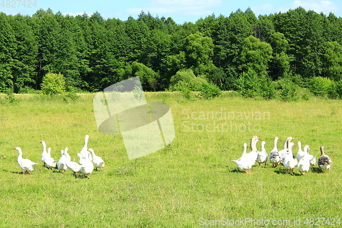 Image of flight of white geese on the meadow near the forest