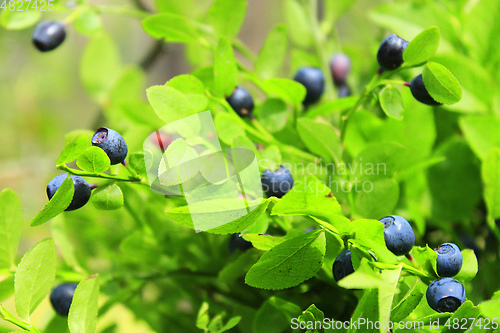 Image of fruits of bilberry in the forest