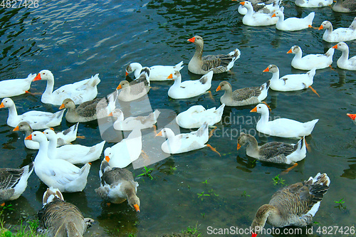 Image of flight of white geese swimming on the water