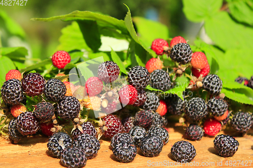Image of crop of black raspberry with a lot of berries