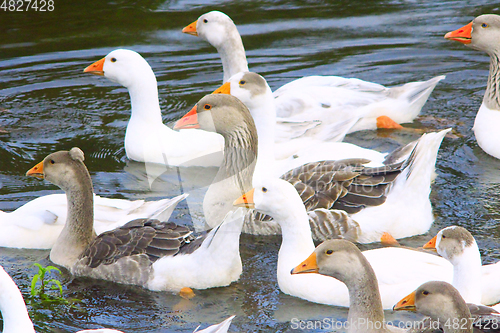 Image of flight of white geese swimming on the water