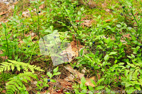 Image of bush with bilberry in the forest