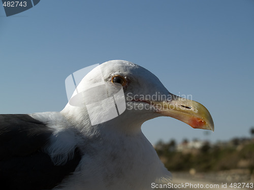 Image of Seagull head macro