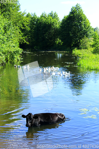 Image of cow washes in the river