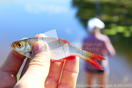 Image of rudd caught in hand and fisherman in the background