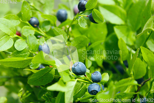 Image of bush with bilberry in the forest