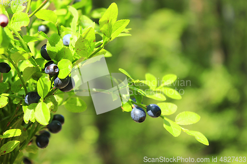 Image of bush with bilberry in the forest
