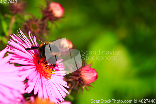 Image of bumblebee sits on the aster