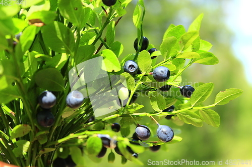 Image of bilberry on the branch