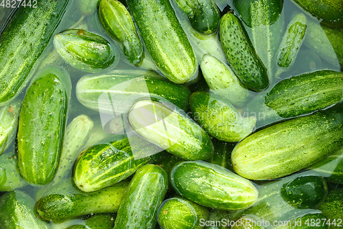 Image of Cucumbers prepared for preservation