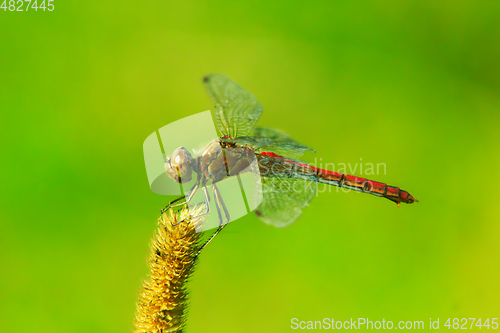 Image of dragonfly sitting on the dry plant