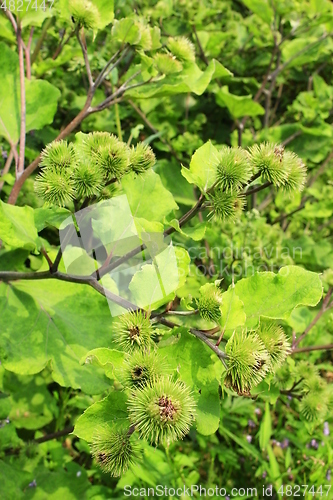 Image of flowers, fruits of burdock, agrimony in summer