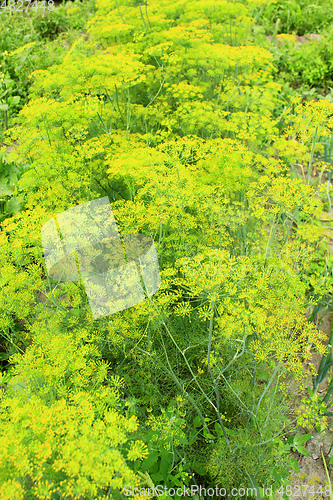Image of Fennel growing on the vegetable garden