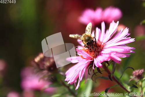 Image of bee on the flower of aster